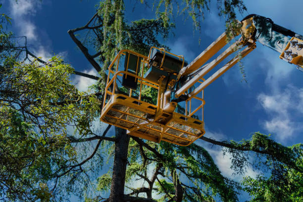 Best Emergency Tree Removal  in Jacksonville Beach, FL